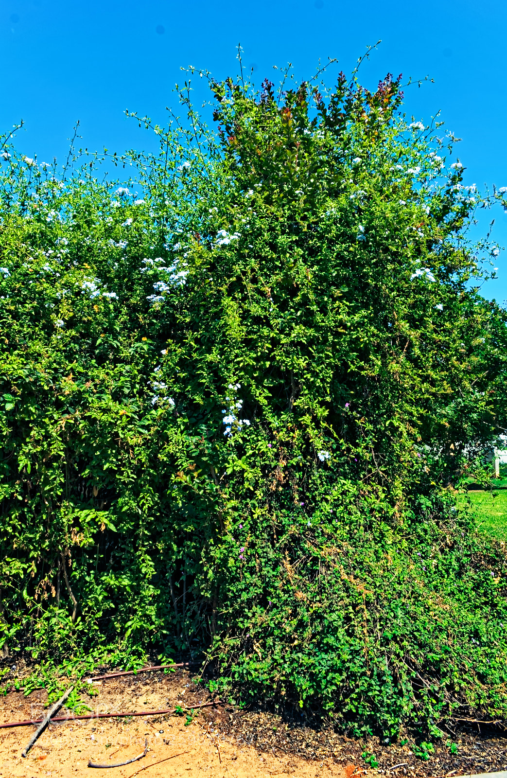 Nikon D5300 sample photo. Radiant giant bush at photography