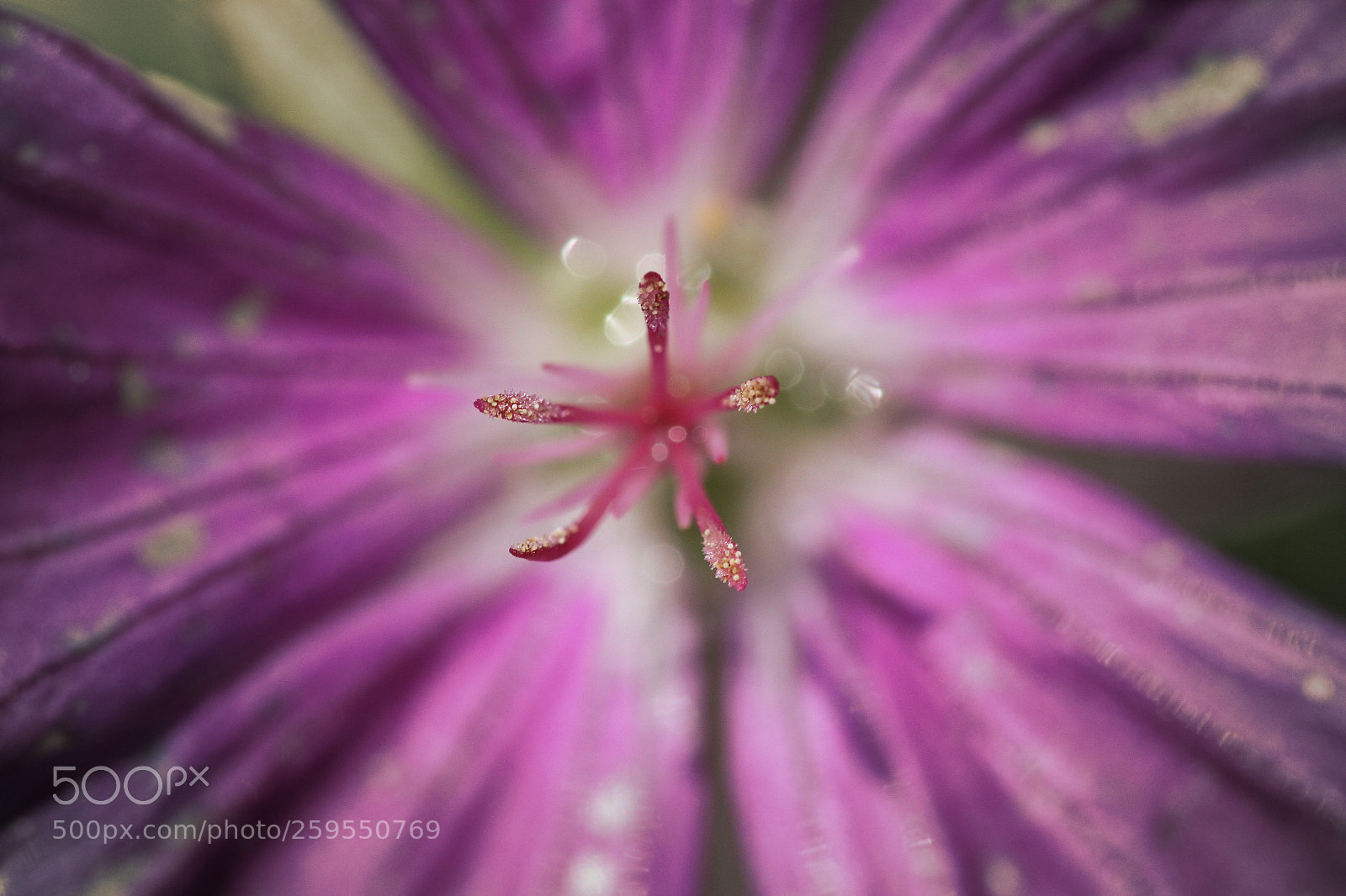 Canon EOS 50D sample photo. Stamen photography
