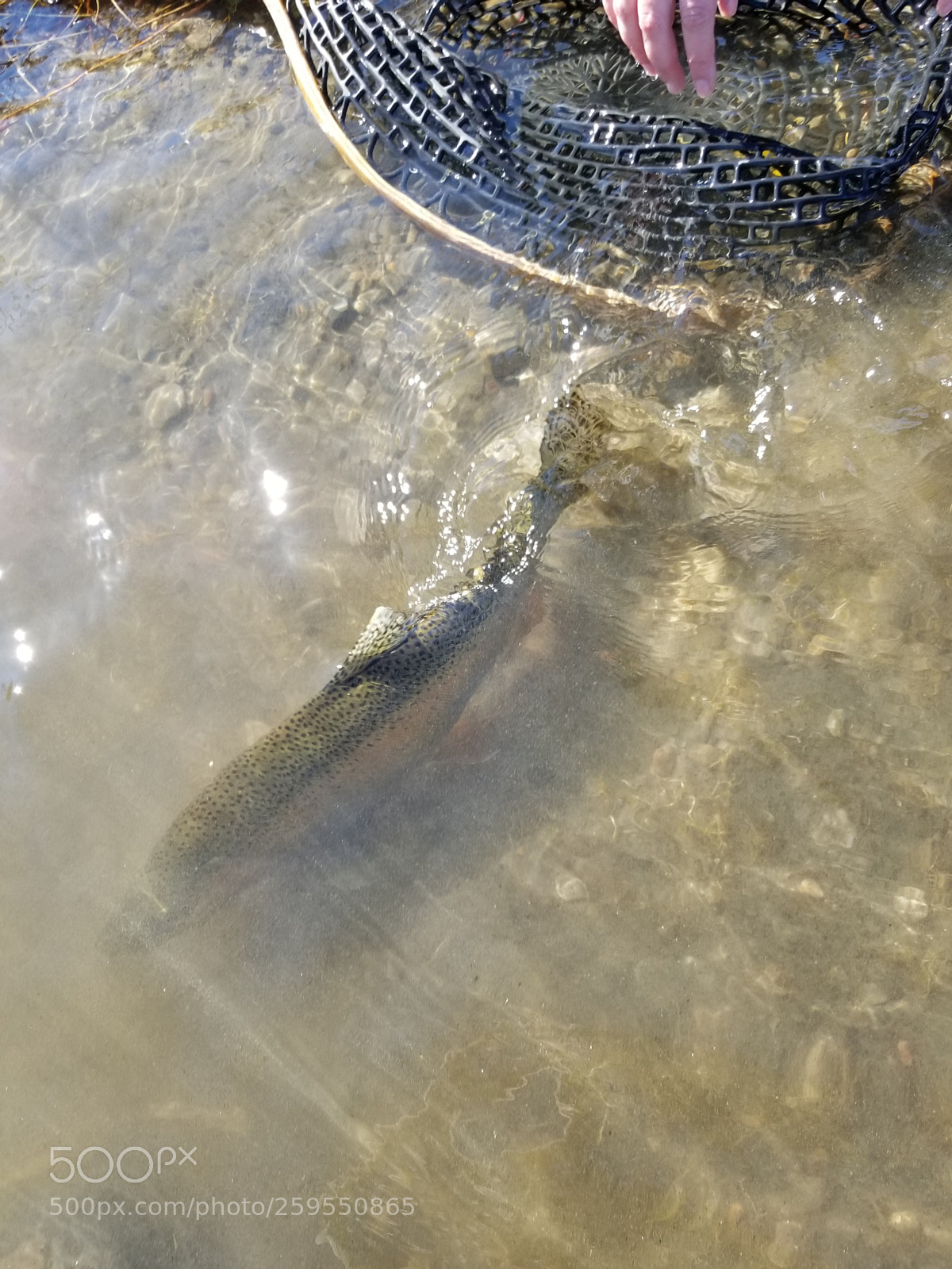 Samsung Galaxy S8+ sample photo. Rainbow trout photography