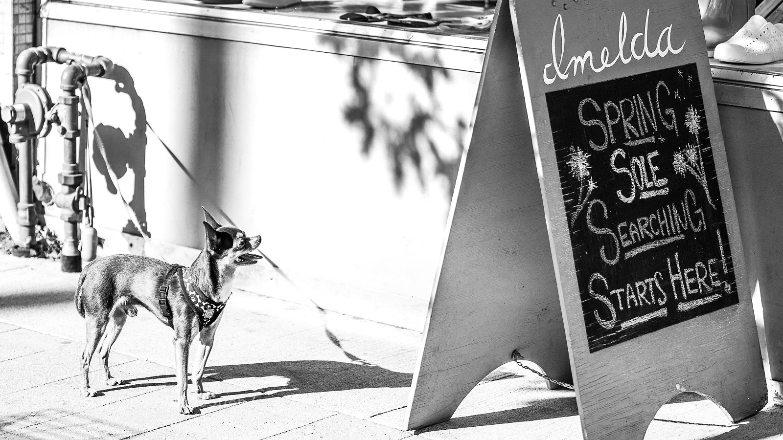 Olympus OM-D E-M1 Mark II sample photo. Chewthought photography
