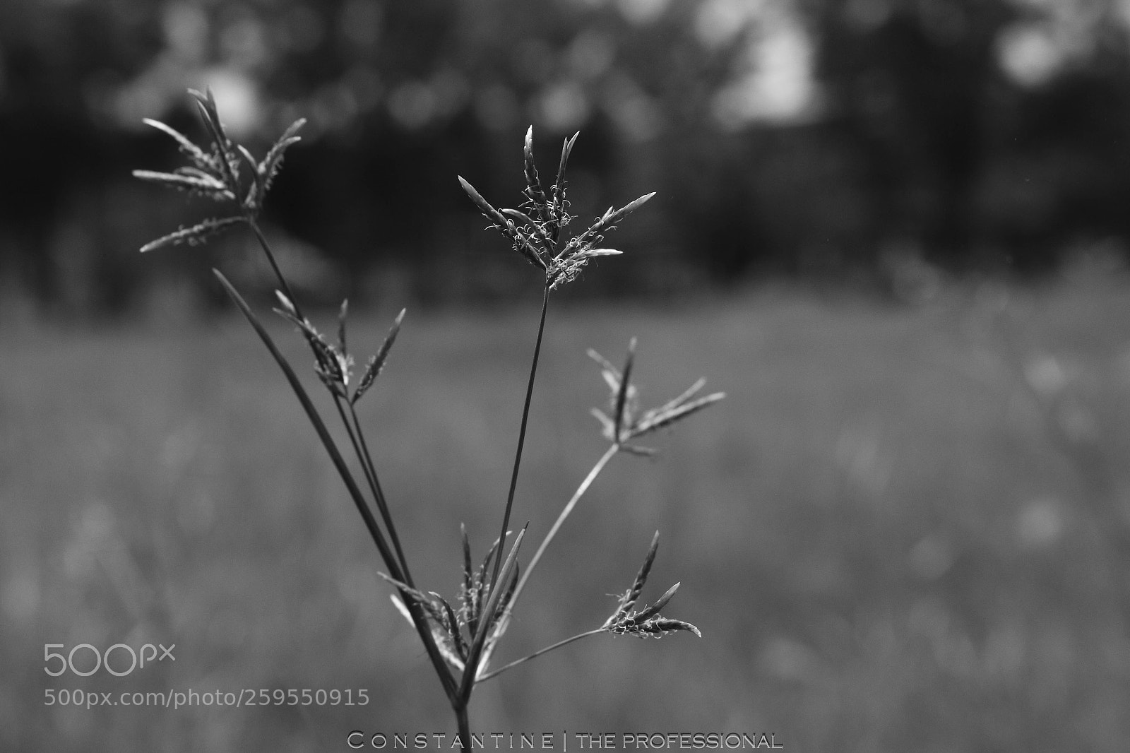 Canon EOS 70D sample photo. In loneliness we find photography