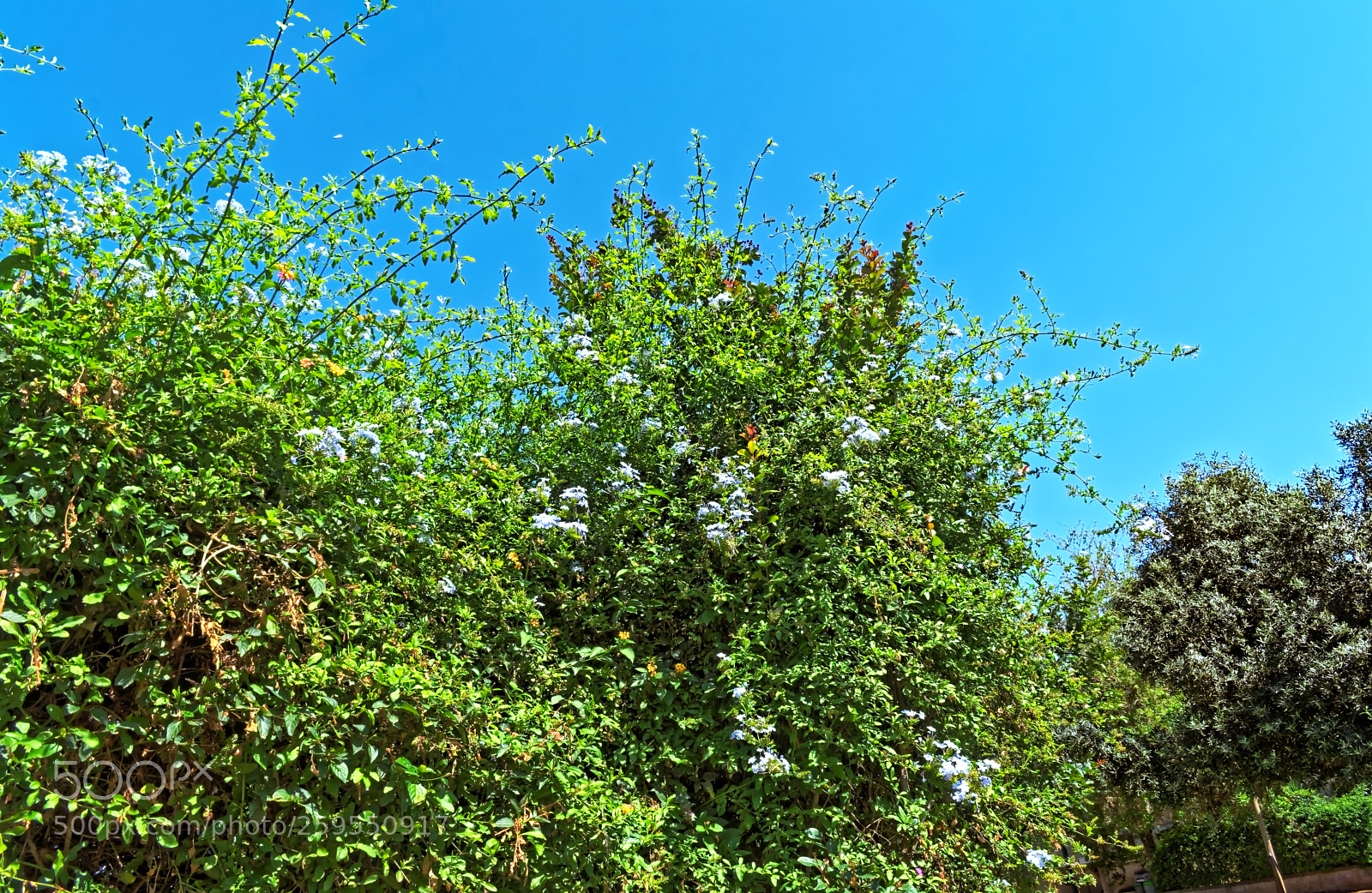 Nikon D5300 sample photo. Radiant giant bush with photography