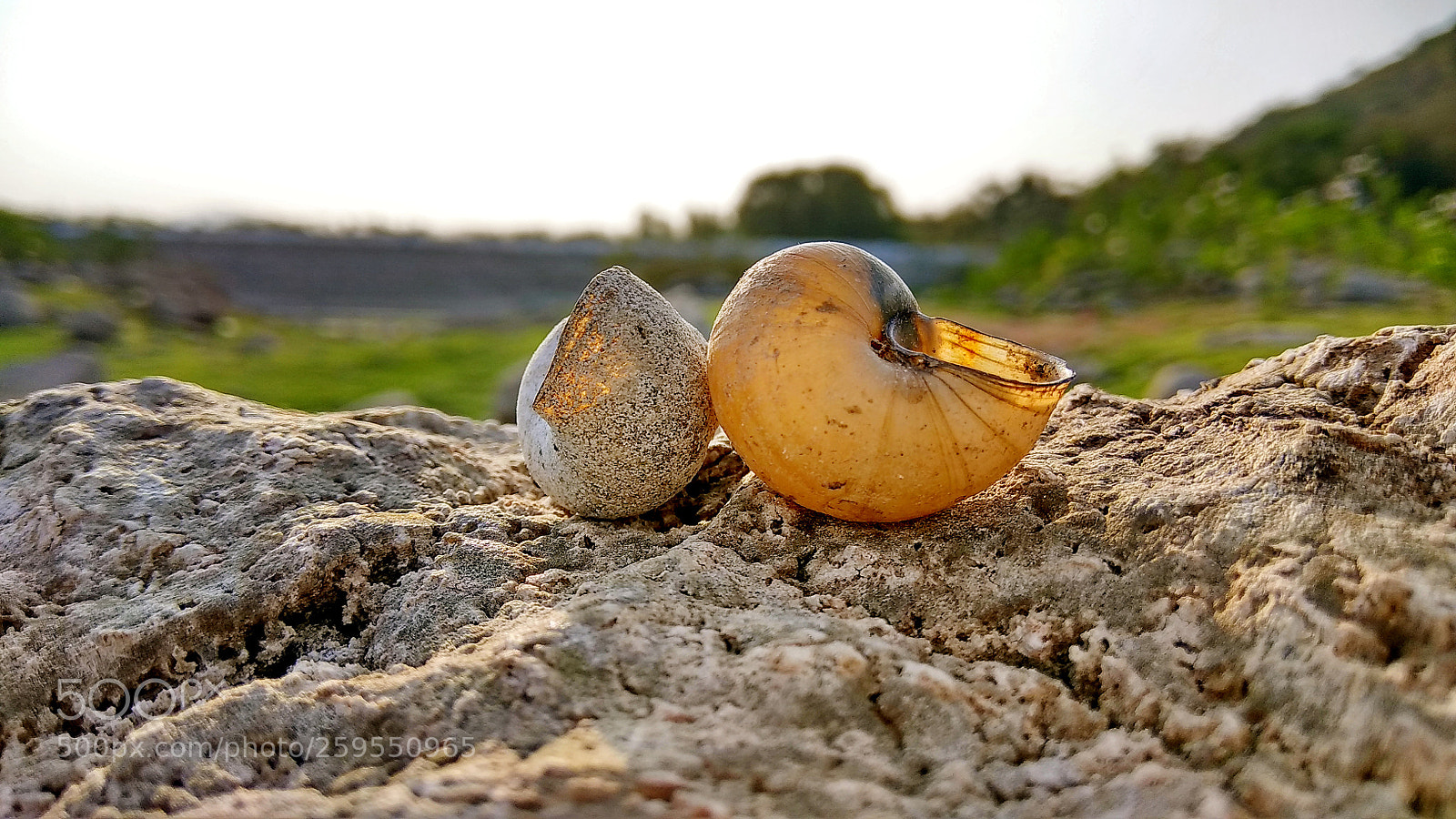 Xiaomi Redmi Note 4 sample photo. Shell ? love photography
