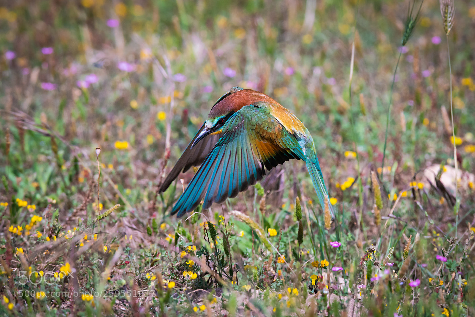 Sony a99 II sample photo. Merops apiaster photography