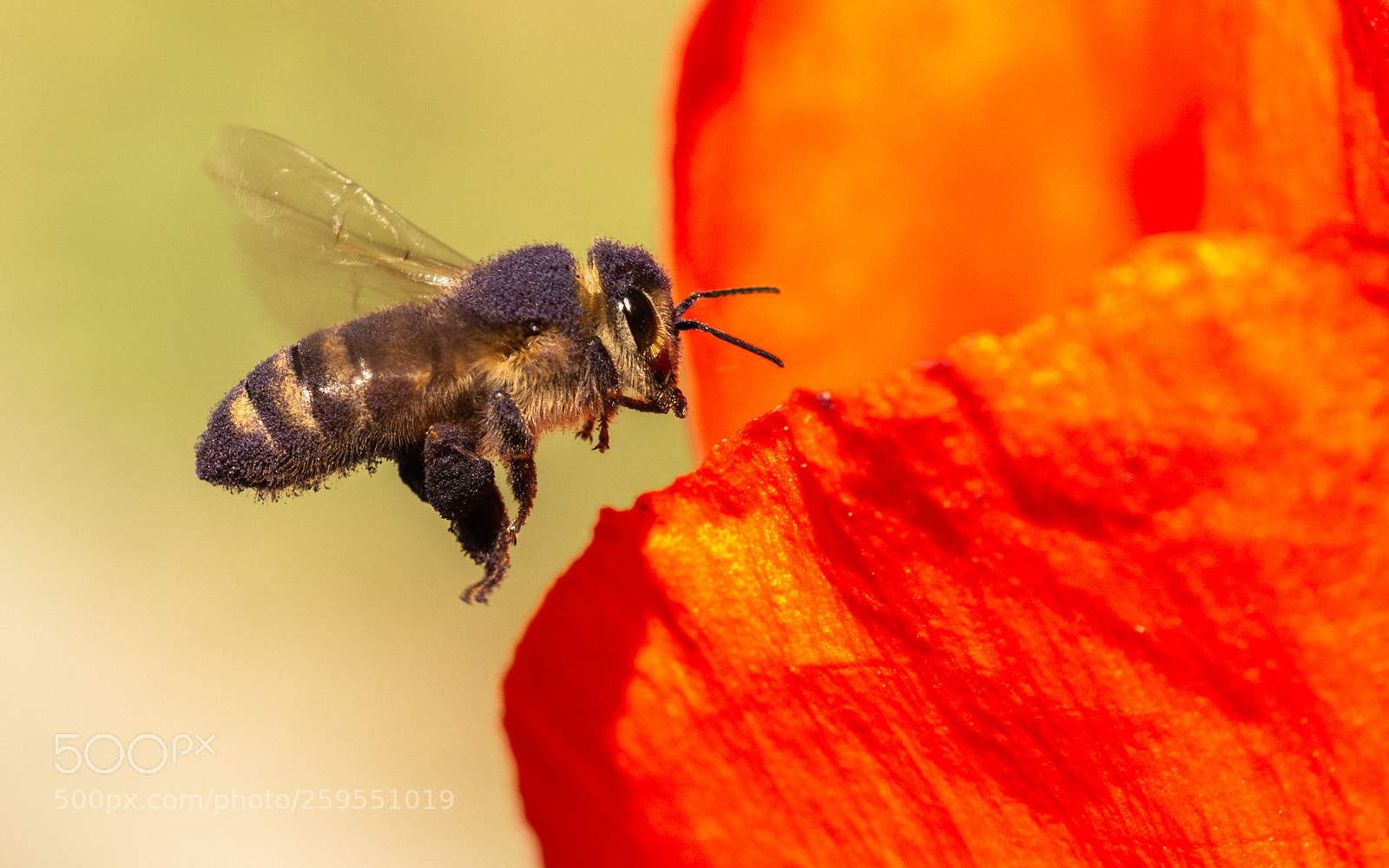 Nikon D7200 sample photo. Purple bee photography