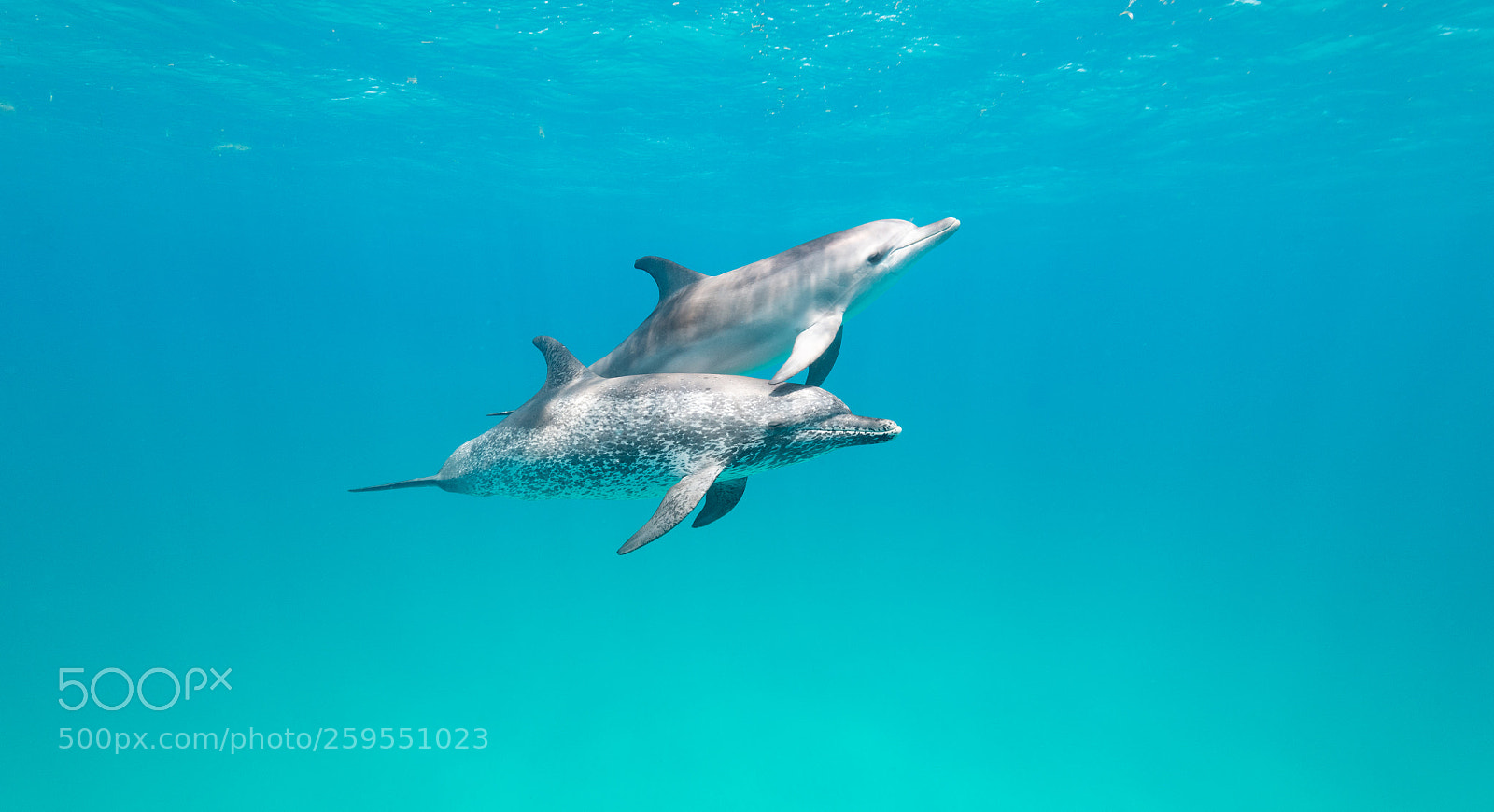 Nikon D850 sample photo. Atlantic spotted dolphin mother photography