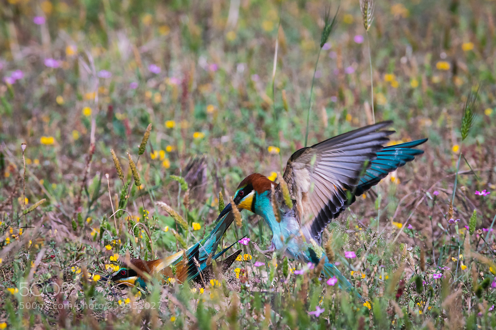 Sony a99 II sample photo. Merops apiaster photography