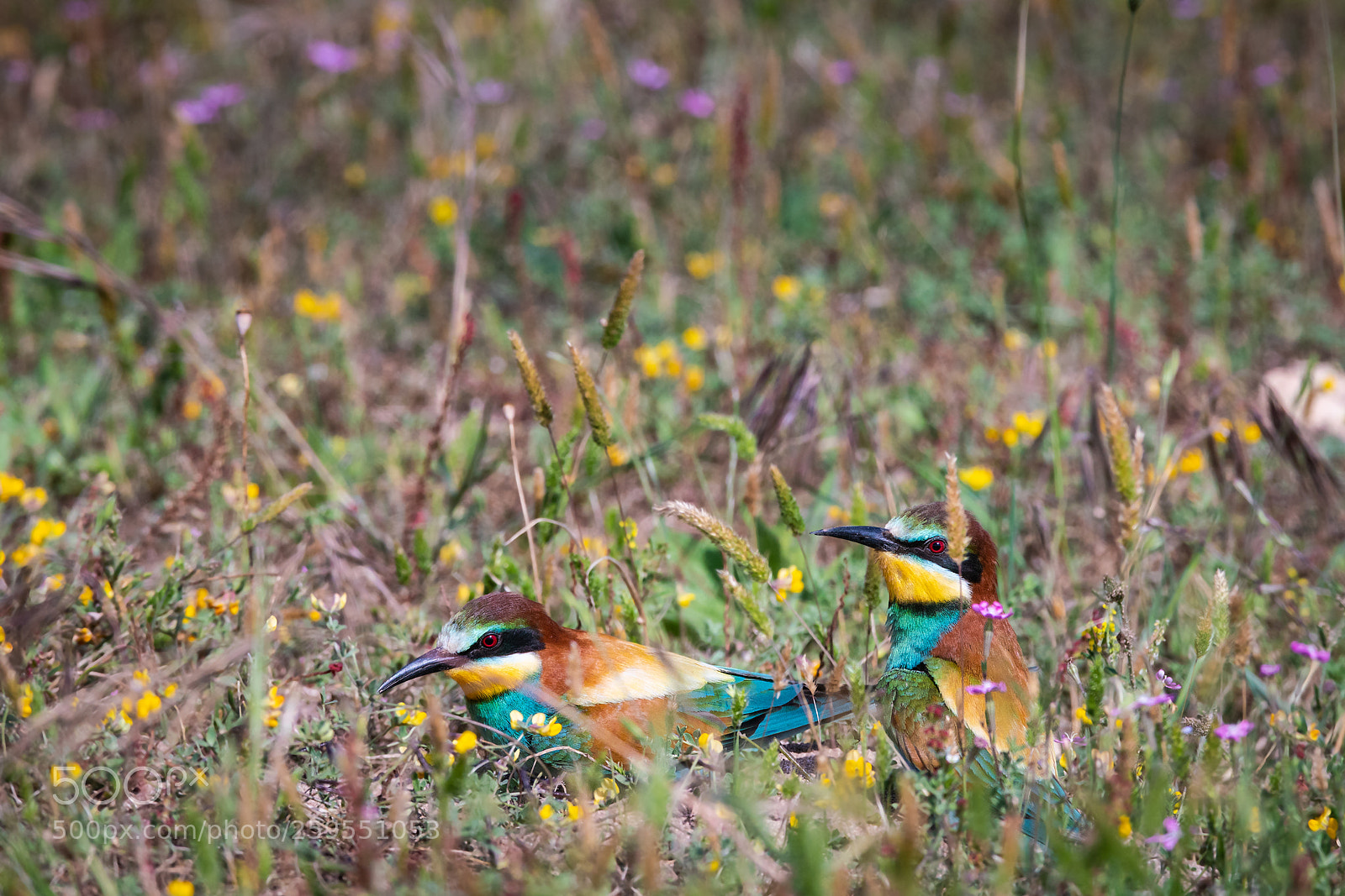 Sony a99 II sample photo. Merops apiaster photography