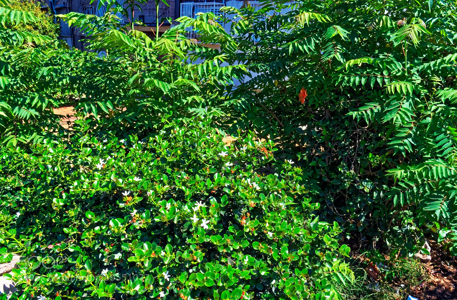 Nikon D5300 sample photo. Radiant green bushes with photography