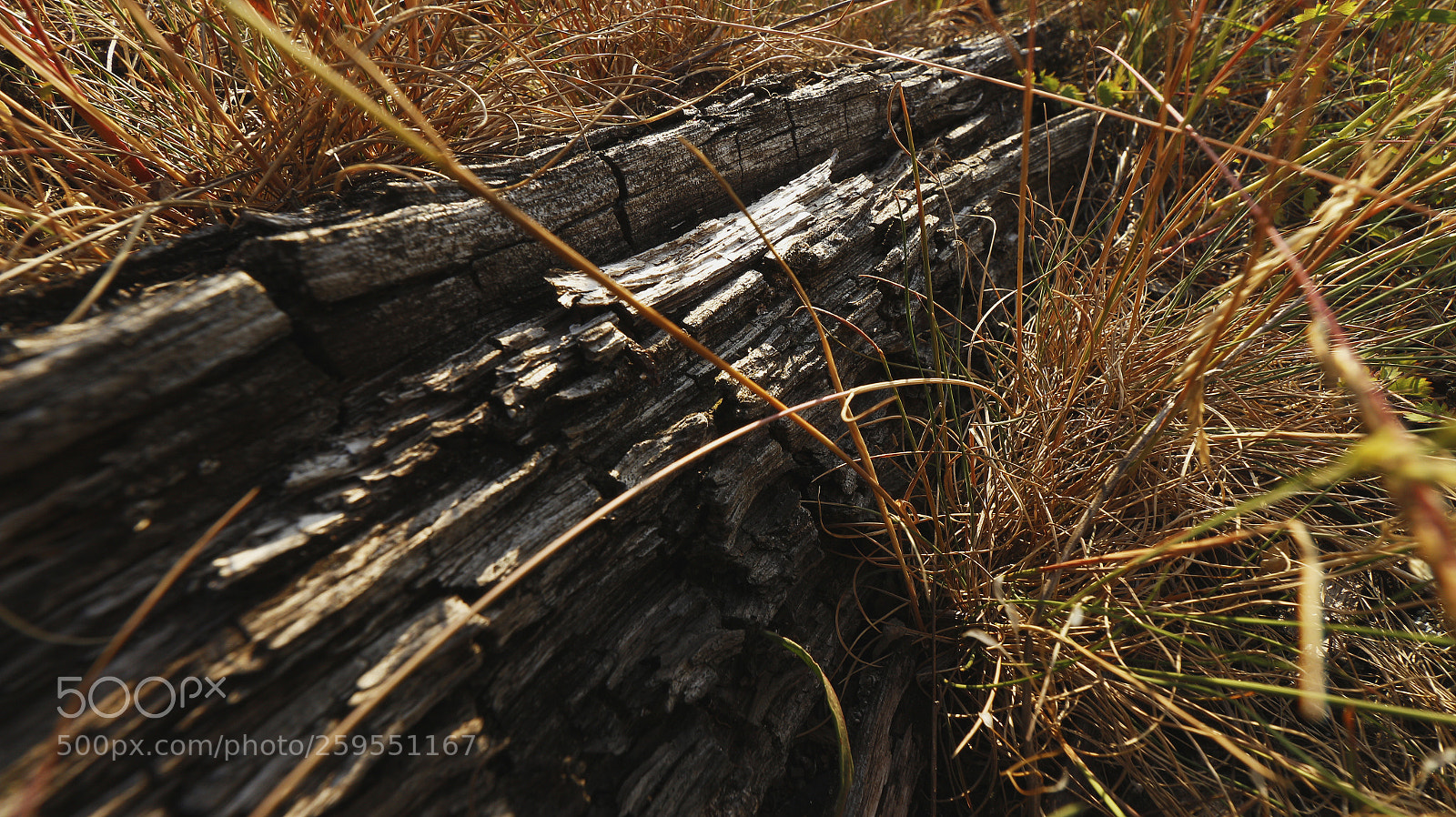 Canon EOS 700D (EOS Rebel T5i / EOS Kiss X7i) sample photo. Untitled photography
