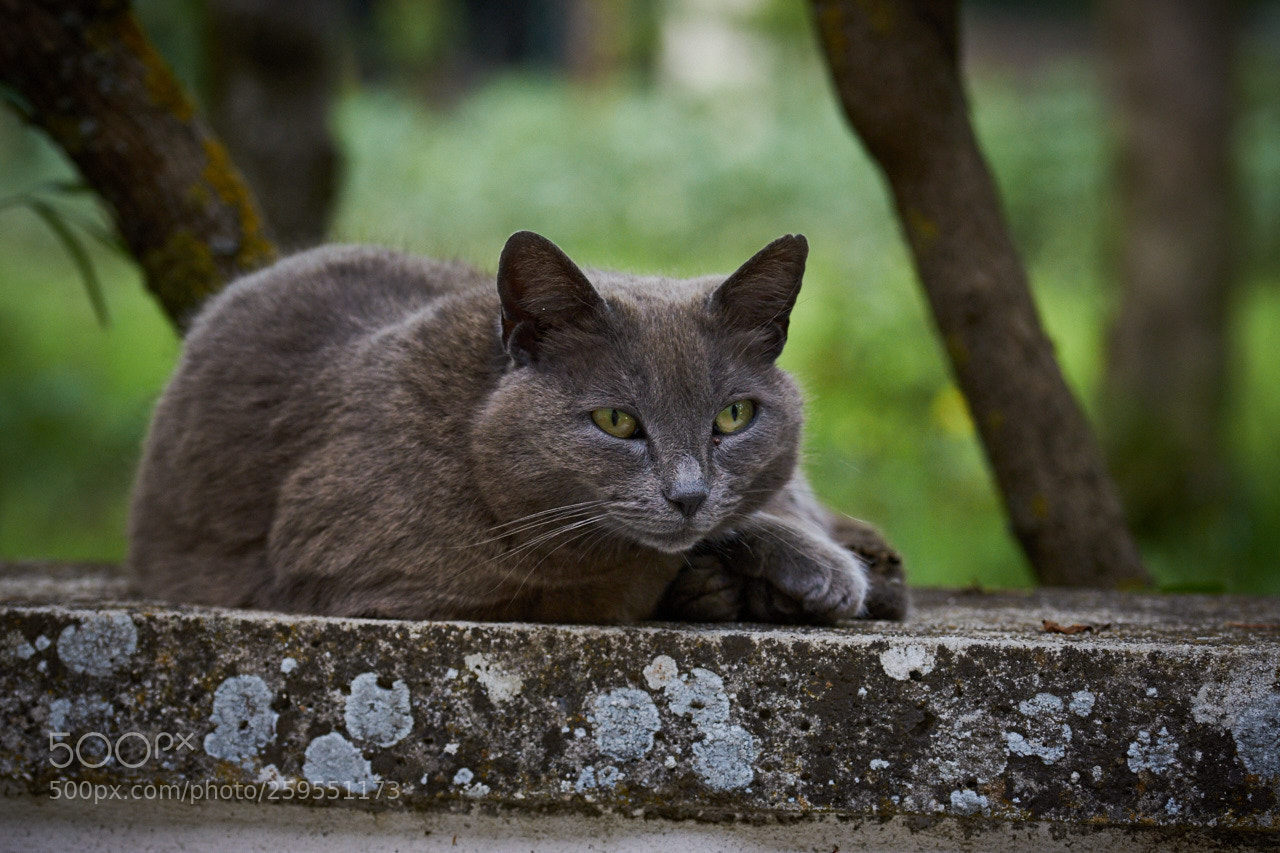 Nikon D5300 sample photo. Wake up! photography
