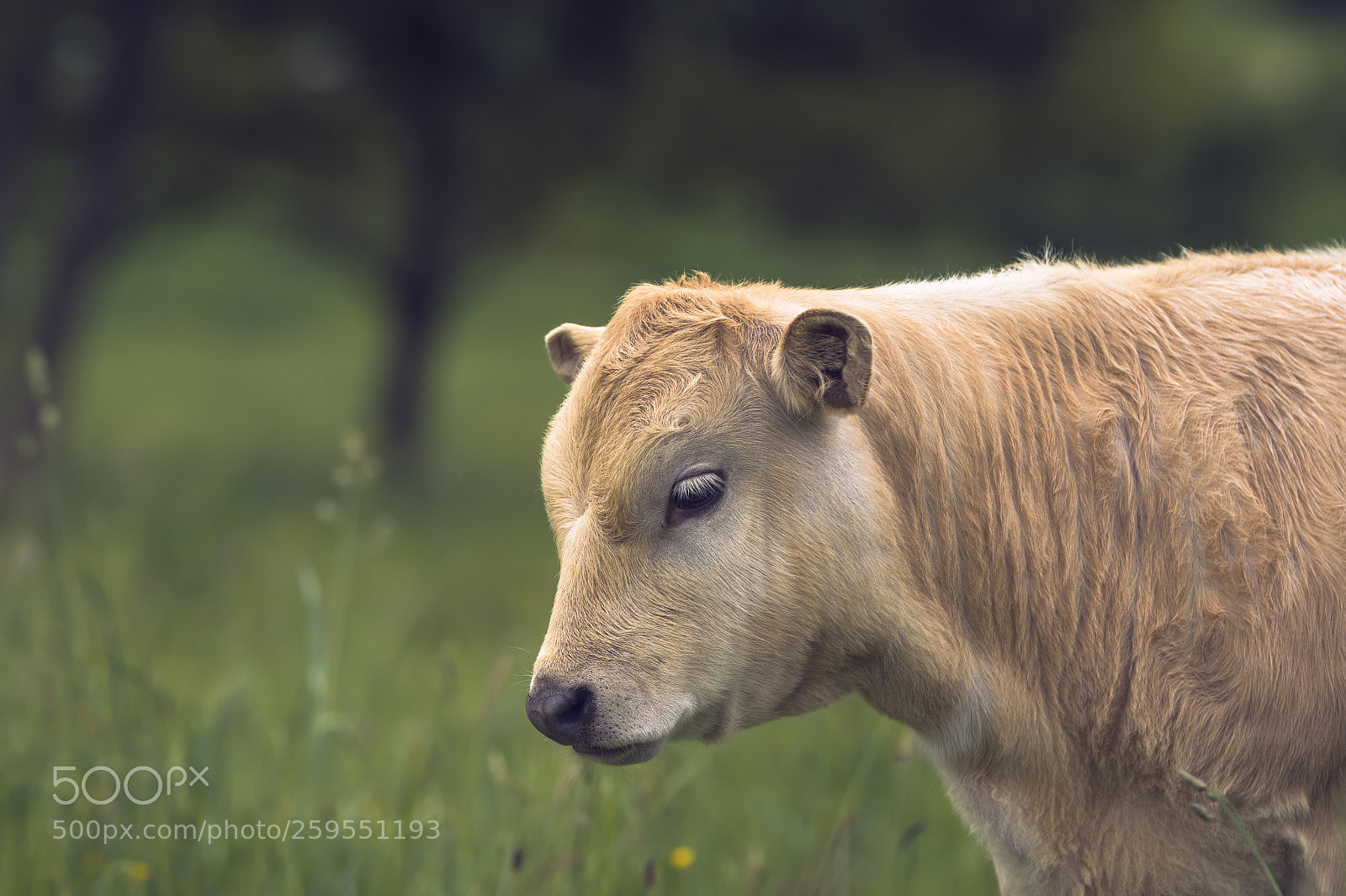 Nikon D7200 sample photo. Calf in the meadow photography