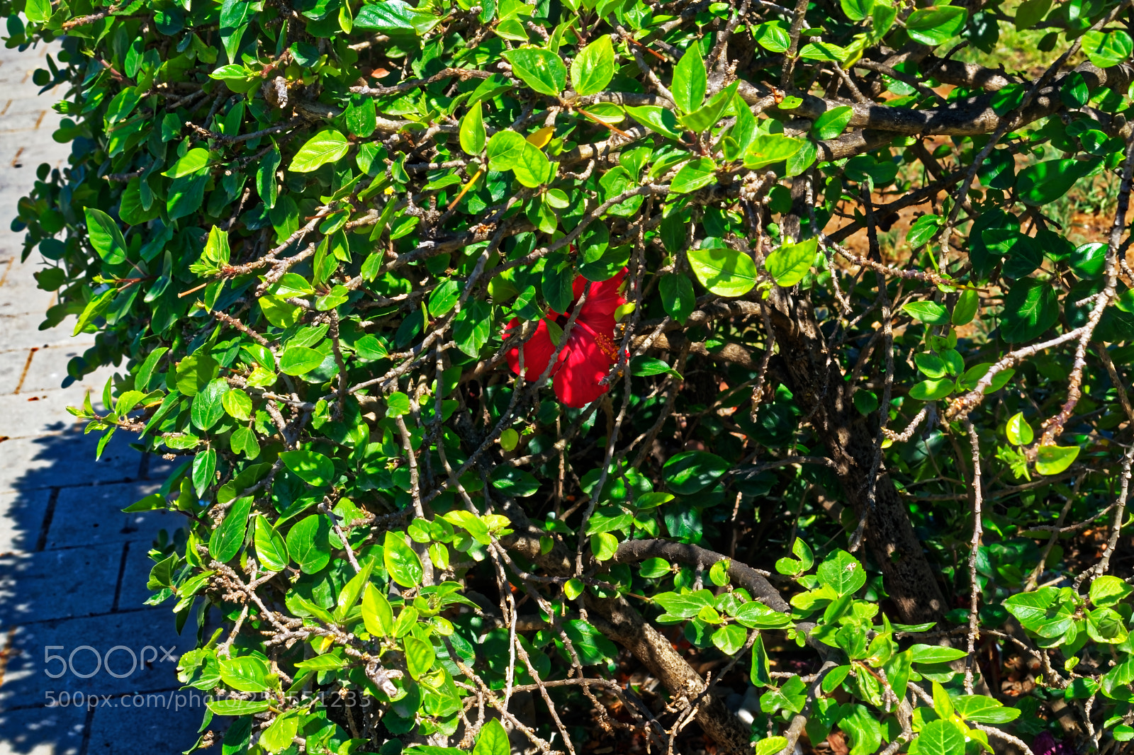 Nikon D5300 sample photo. Red flower hidden by photography