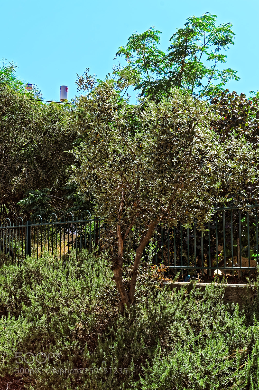 Nikon D5300 sample photo. Small tree in a photography
