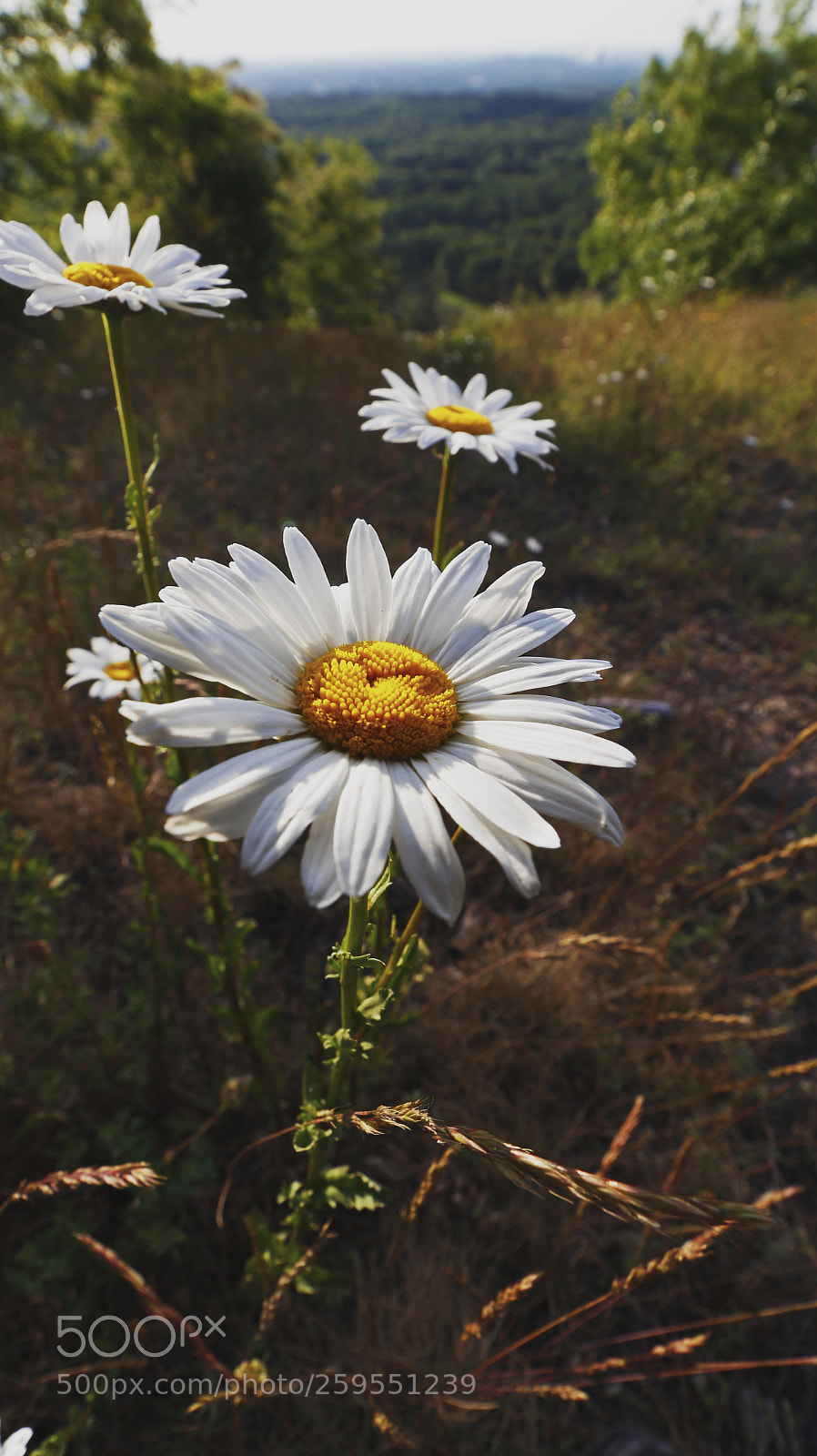 Canon EOS 700D (EOS Rebel T5i / EOS Kiss X7i) sample photo. Untitled photography