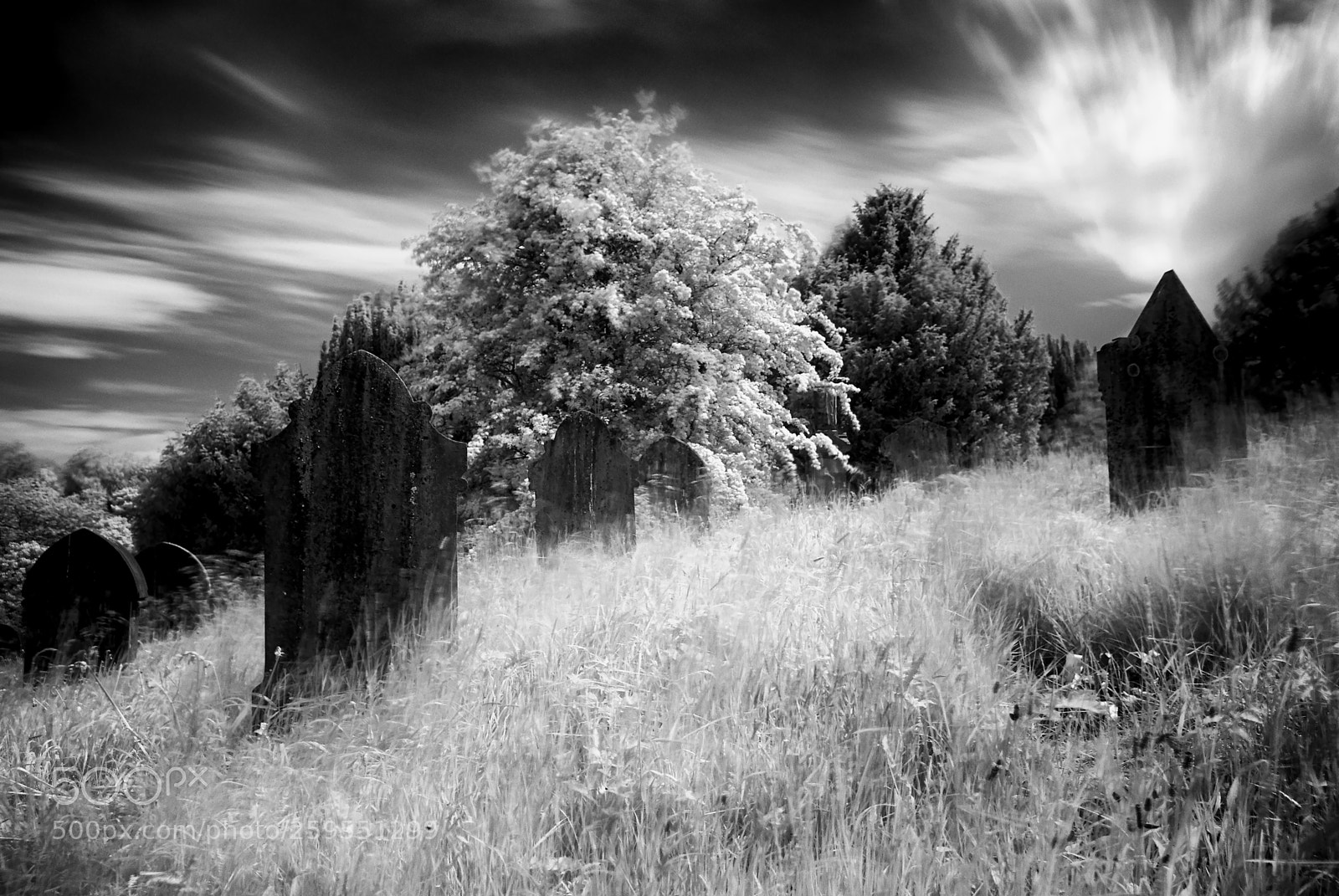 Nikon D200 sample photo. Overgrown graveyard infared 720nm photography