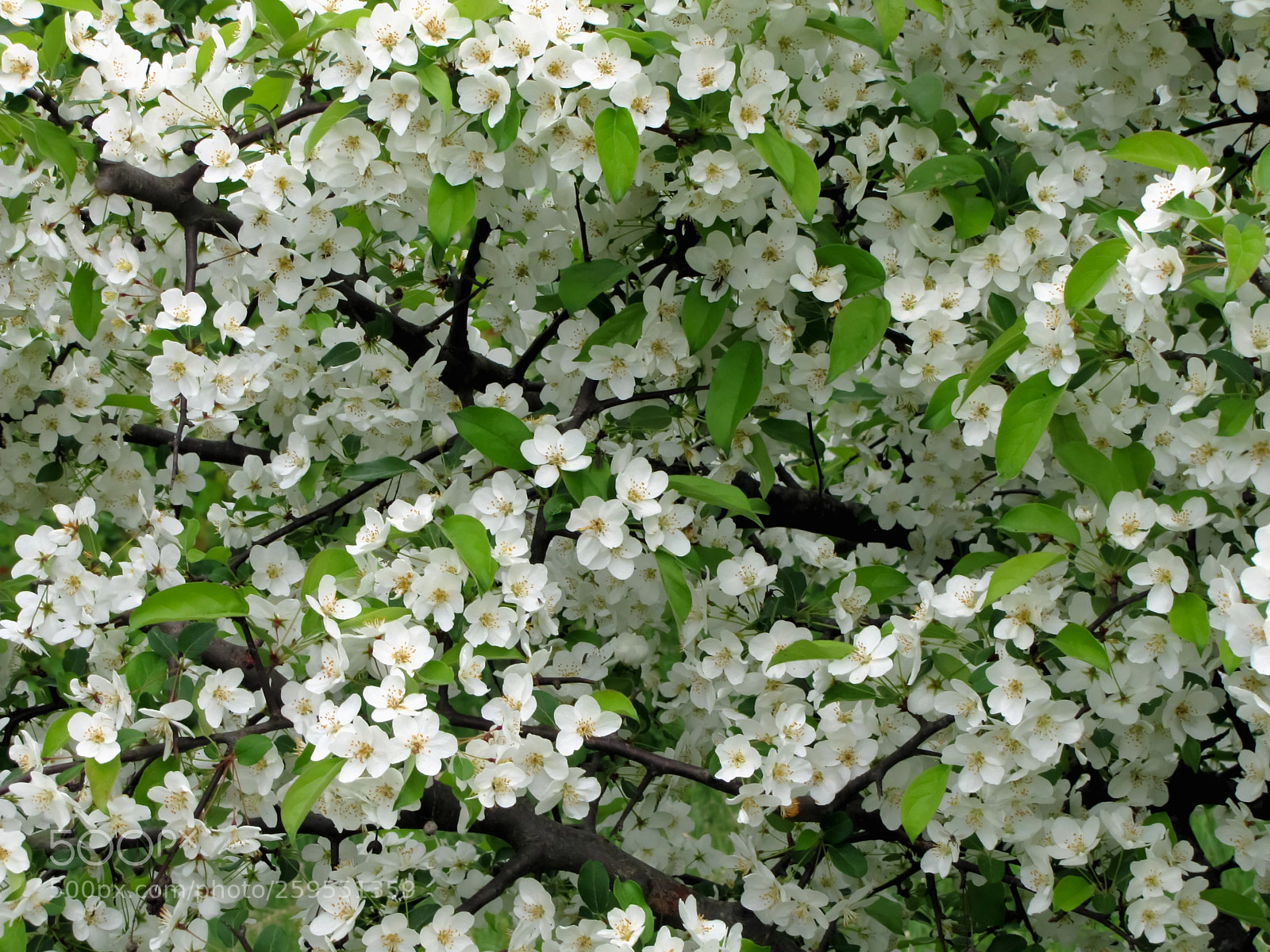 Canon PowerShot SX20 IS sample photo. White flowering pear trees photography