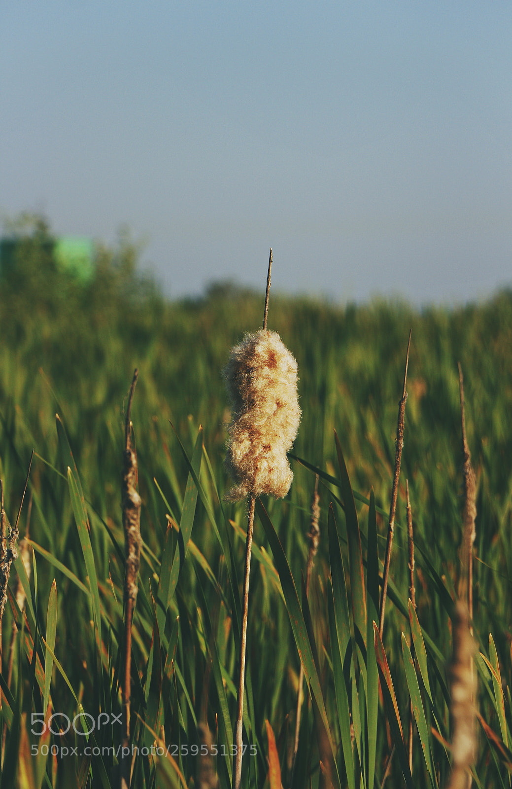 Canon EOS 700D (EOS Rebel T5i / EOS Kiss X7i) sample photo. Untitled photography