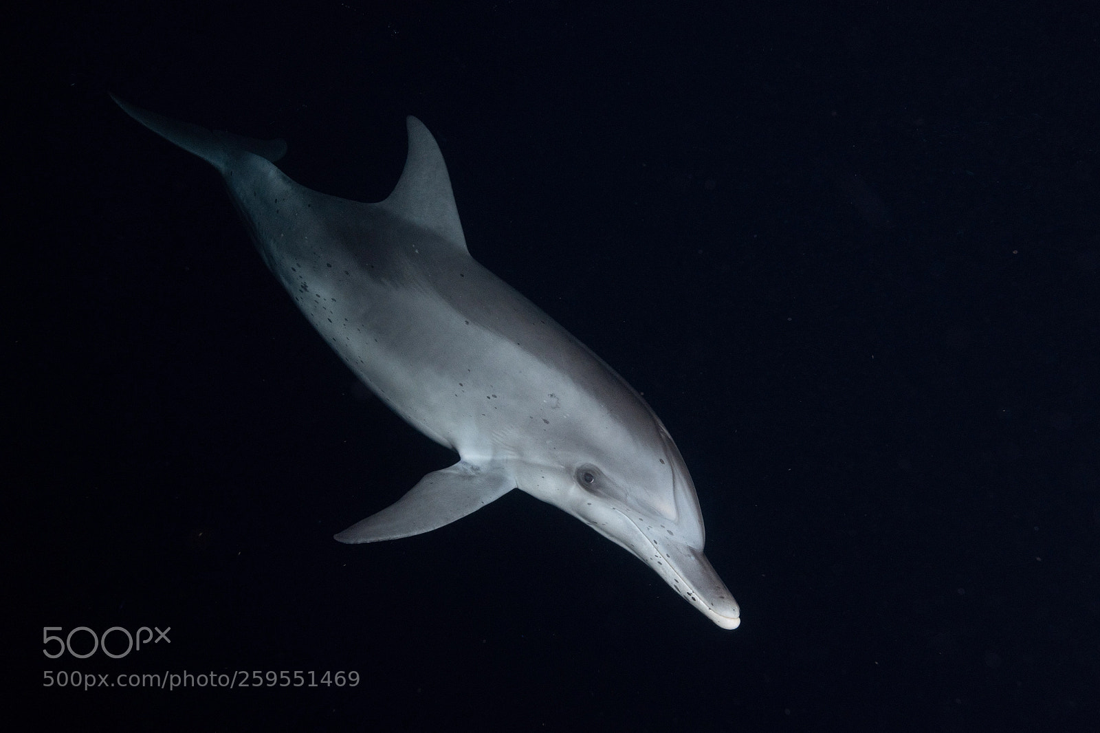 Nikon D850 sample photo. Night dolphin photography