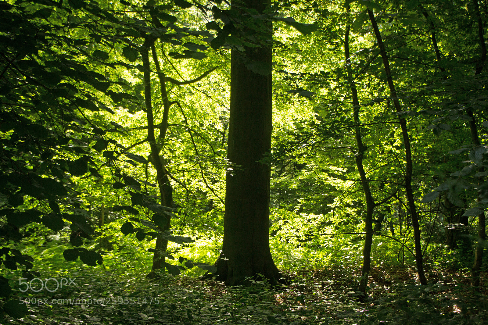 Canon EOS 60D sample photo. Nature photography