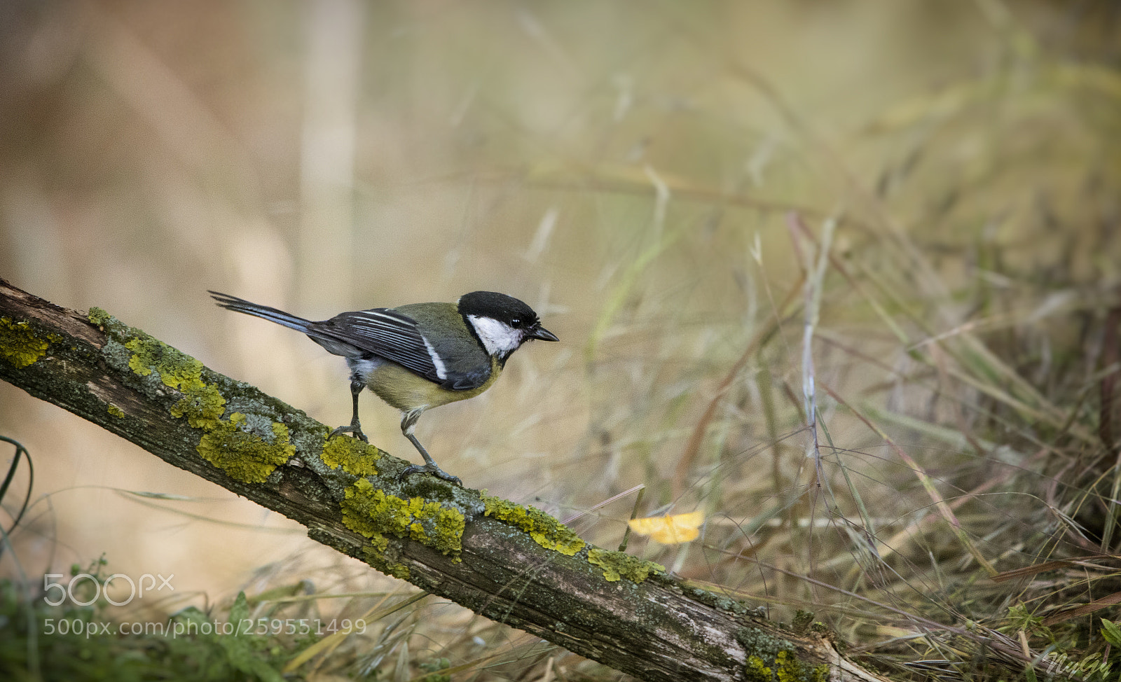 Canon EOS 70D sample photo. With butterfliy photography