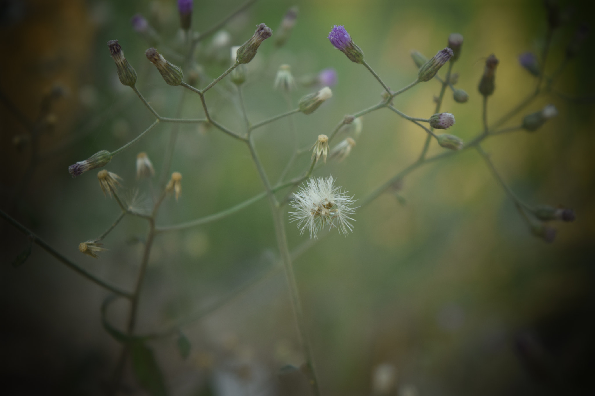 Nikon D5300 sample photo. Nature love photography