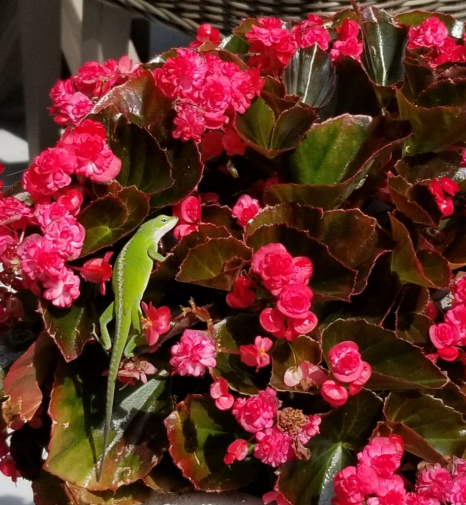 Samsung Galaxy S8 Active sample photo
