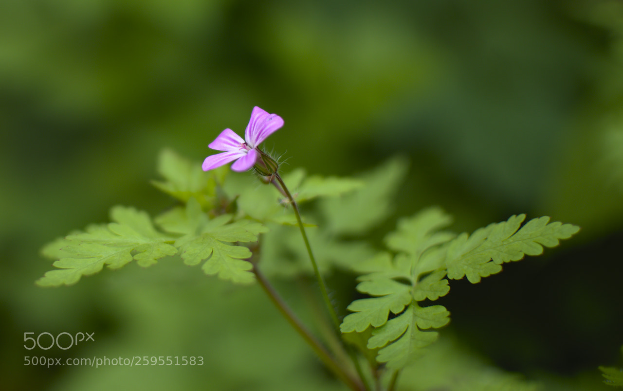 Nikon D5600 sample photo. Géranium sauvage photography