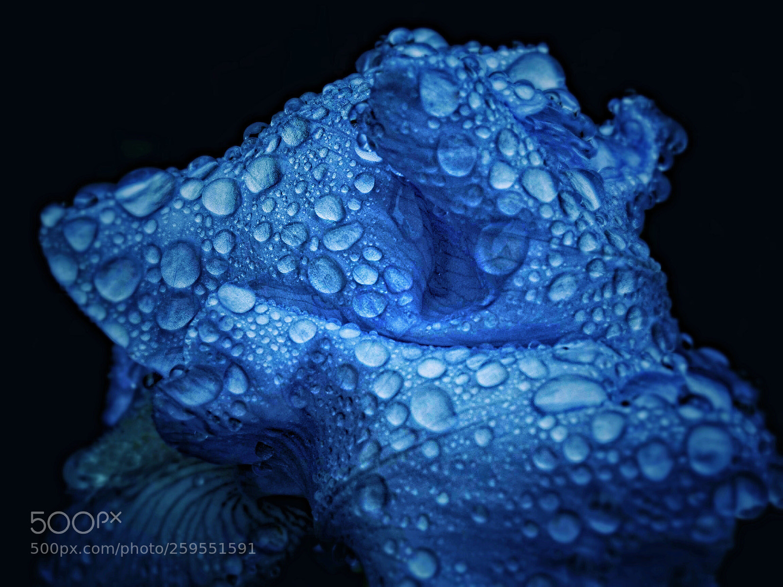 Olympus OM-D E-M1 sample photo. Raindrops on petals photography