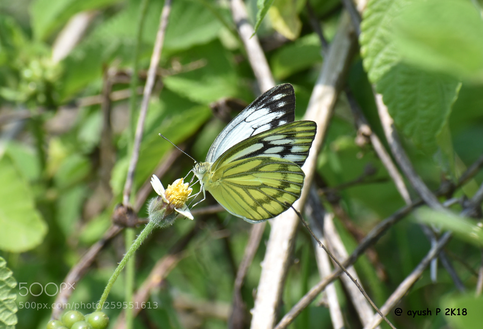 Nikon D5600 sample photo. Butterfly photography