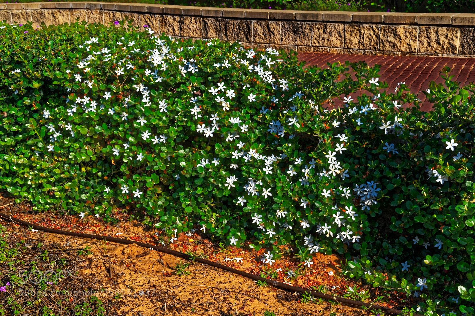 Nikon D5300 sample photo. Thorny green bush with photography