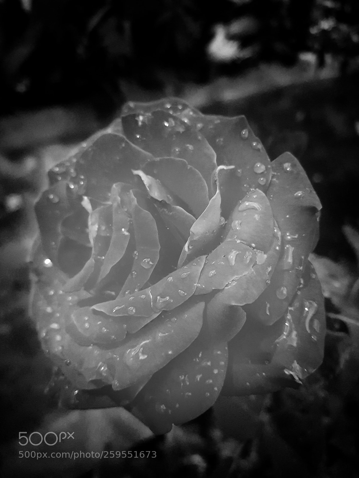 Samsung Galaxy S7 sample photo. B&w photography