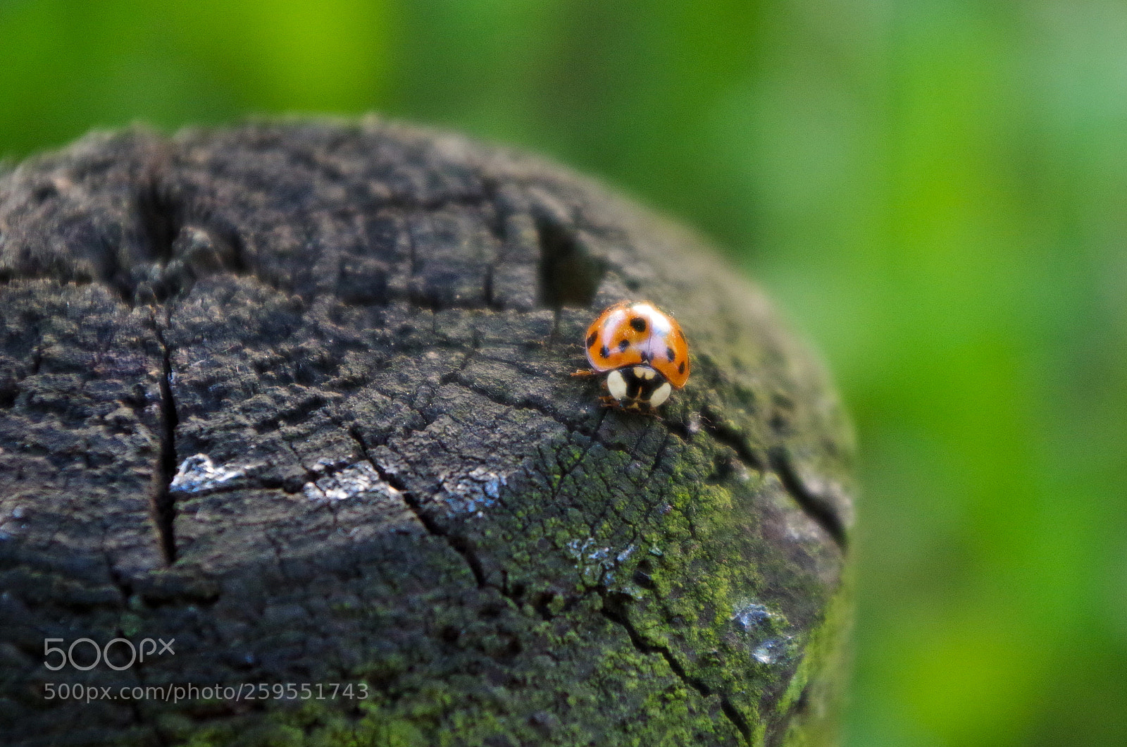 Pentax K-50 sample photo. Lady among bugs photography