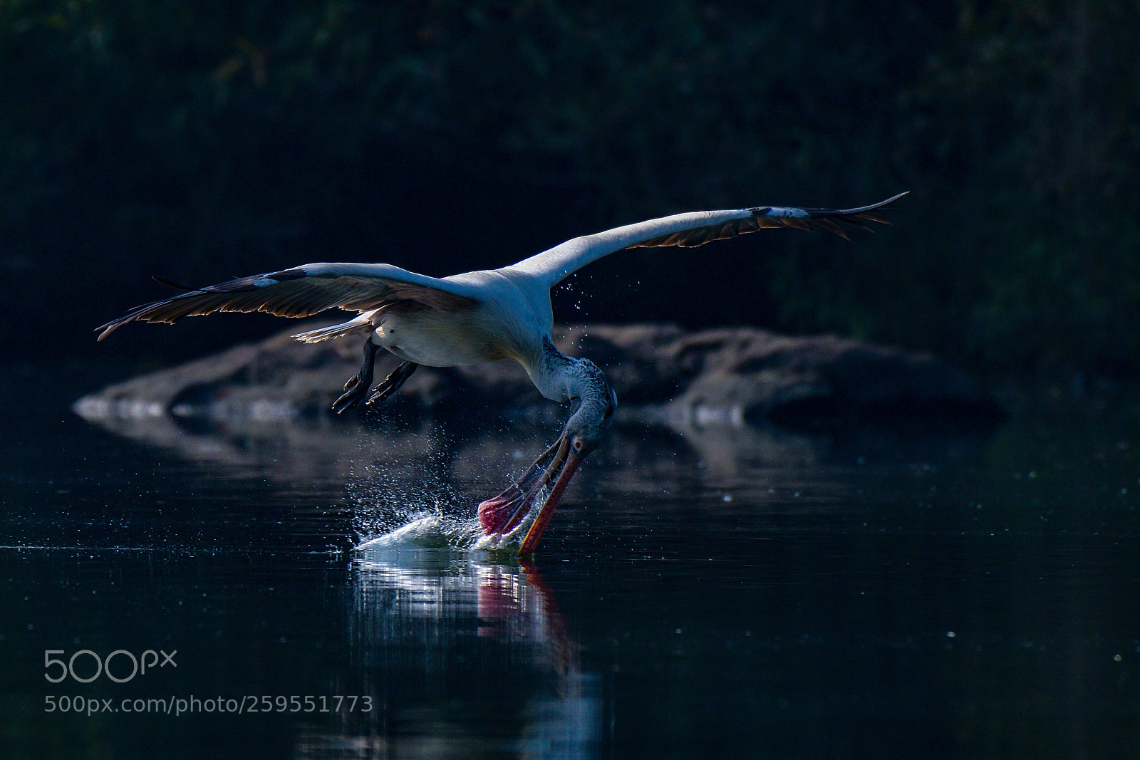 Nikon D850 sample photo. Spot billed pelican photography