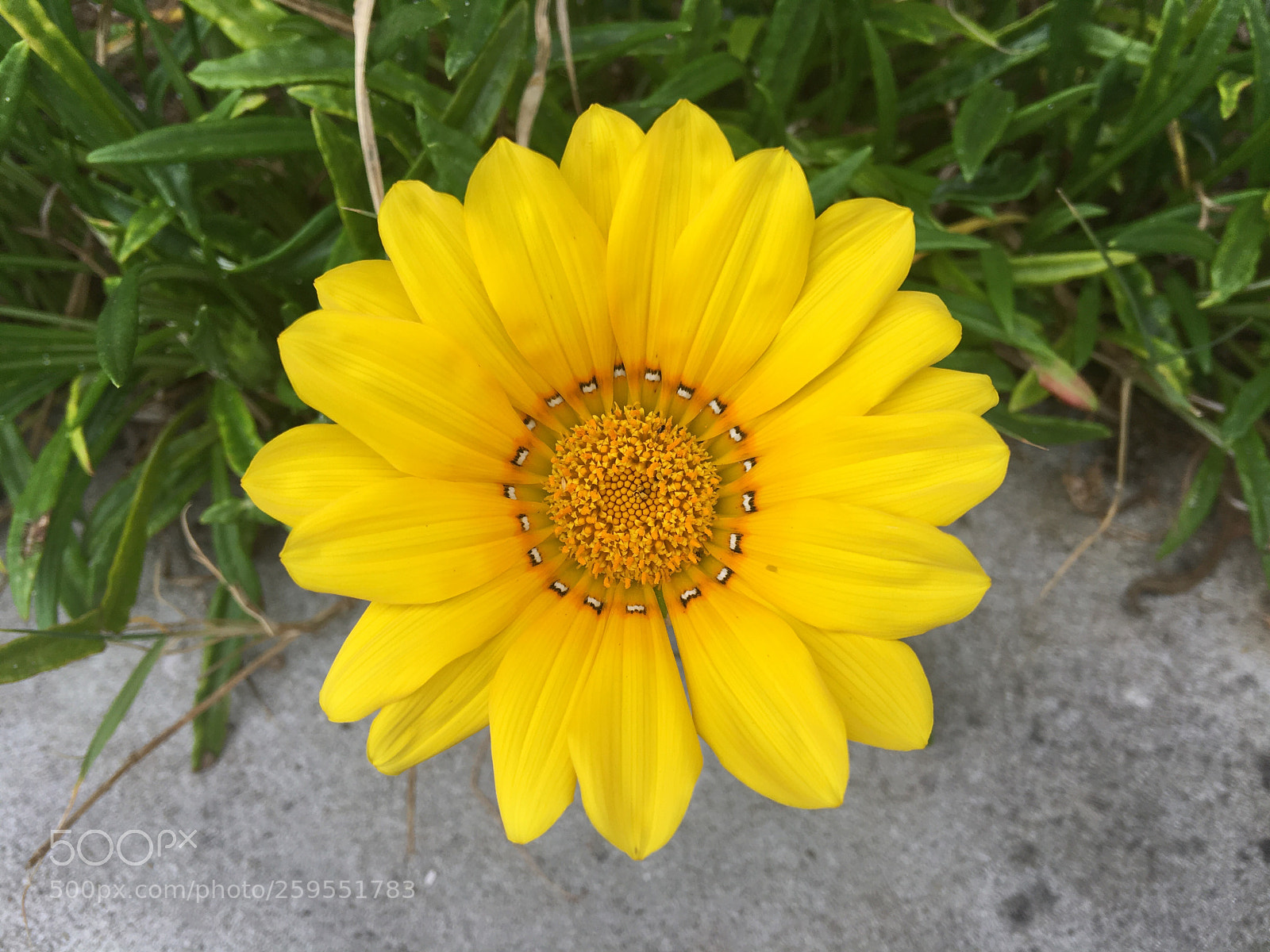 Apple iPhone 6s Plus sample photo. Flor amarela  photography