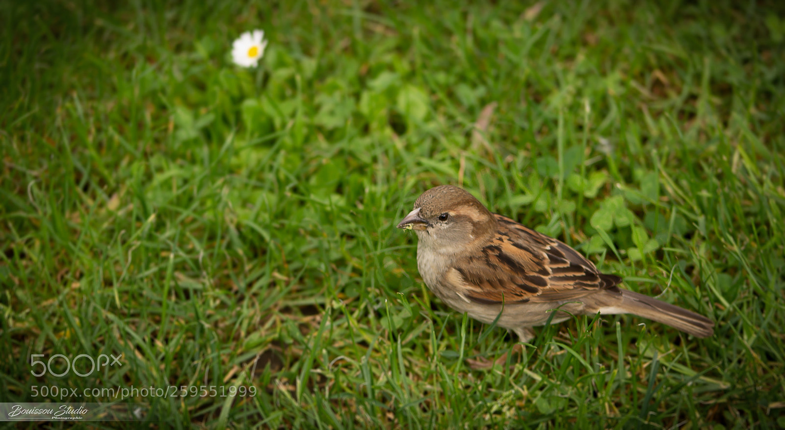 Canon EOS 1100D (EOS Rebel T3 / EOS Kiss X50) sample photo. Petit moineau photography