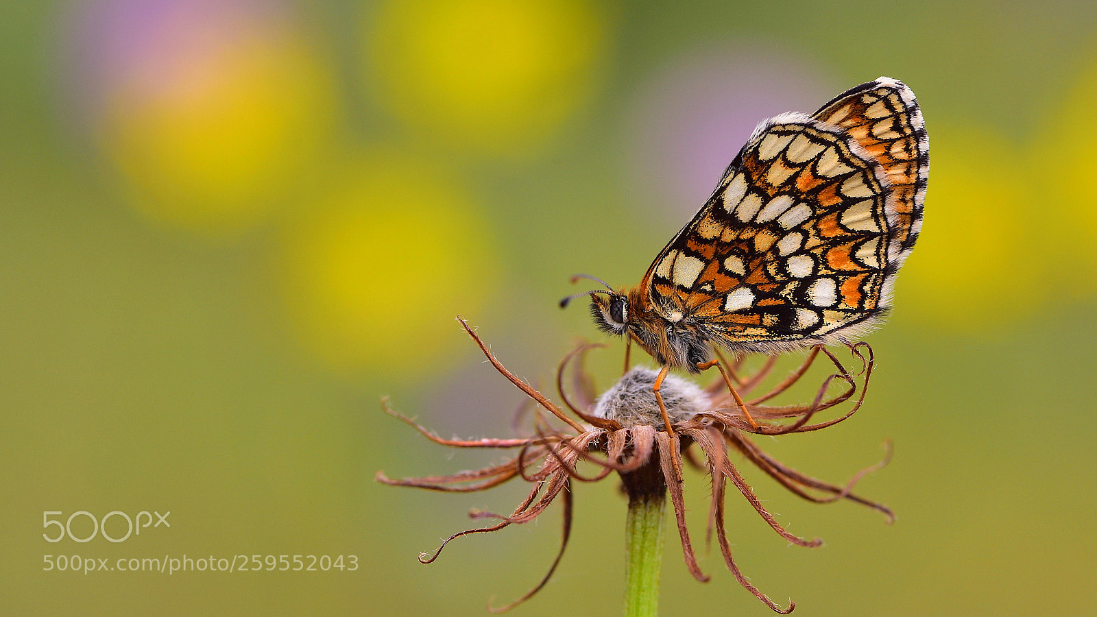 Nikon D810 sample photo. Amannisa /melitaea athalia photography
