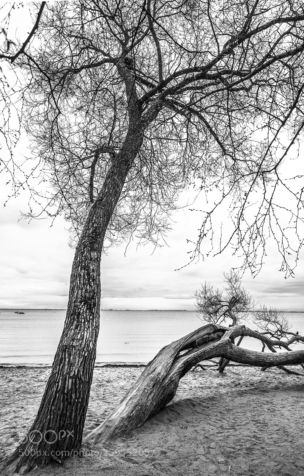 Sony a7 II sample photo. Dead tree photography