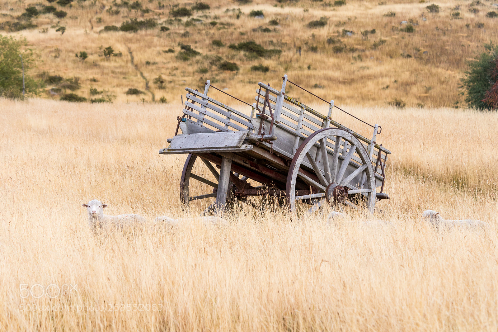 Canon EOS 5D Mark IV sample photo. Sheep hiding in the photography