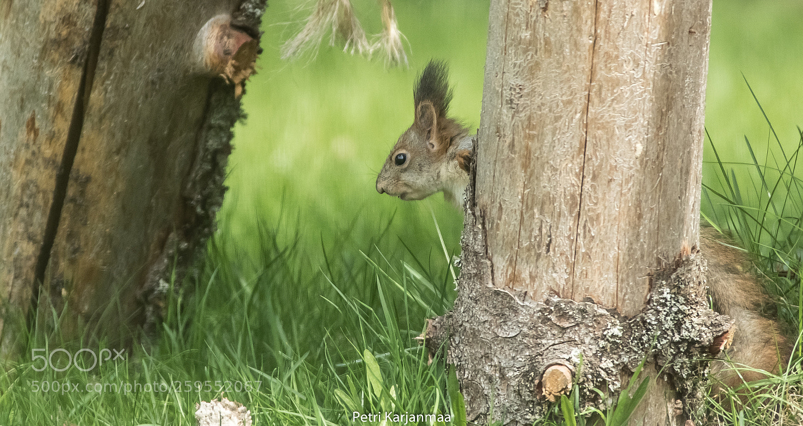 Canon EOS 7D Mark II sample photo. Summer day photography