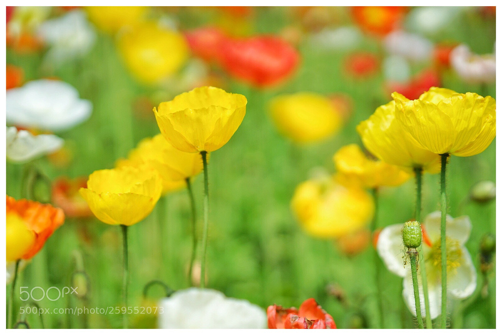 Sony a7 II sample photo. Yellow poppy photography
