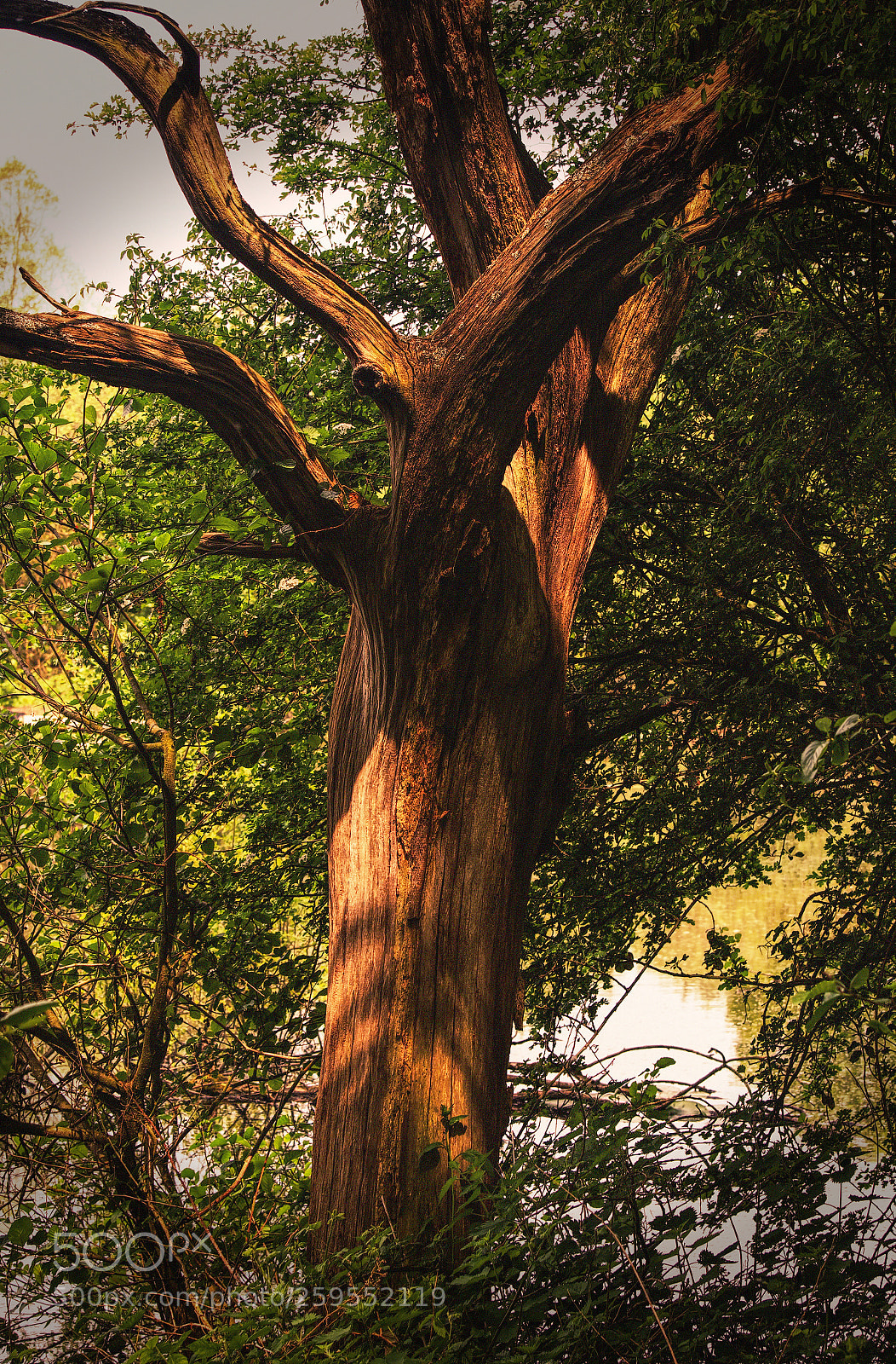 Nikon D5100 sample photo. Tree at brandon marsh photography