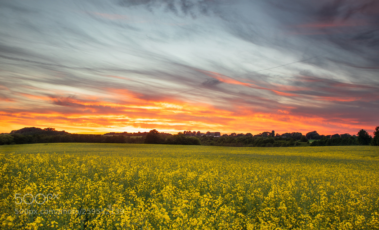 Canon EOS 5D Mark IV sample photo. Yellow sunset denmark photography