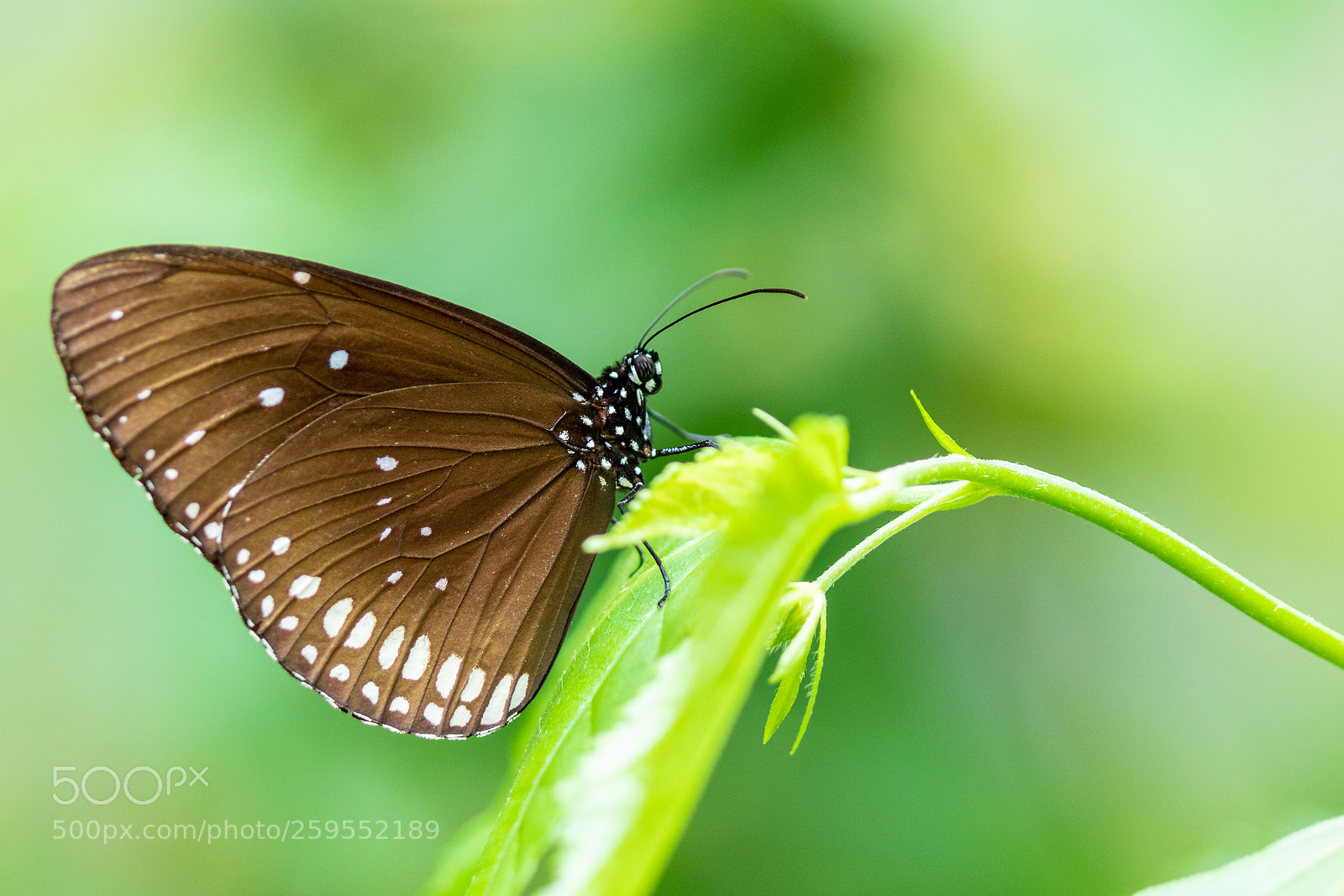 Canon EOS 77D (EOS 9000D / EOS 770D) sample photo. Euploea butterfly photography