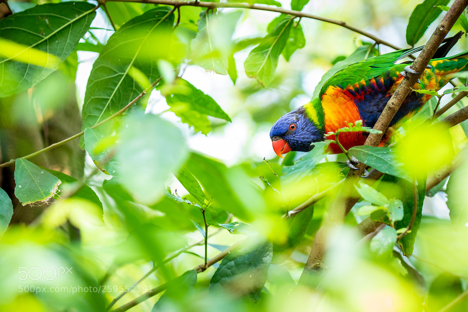 Canon EOS 77D (EOS 9000D / EOS 770D) sample photo. Coconut lorikeet photography