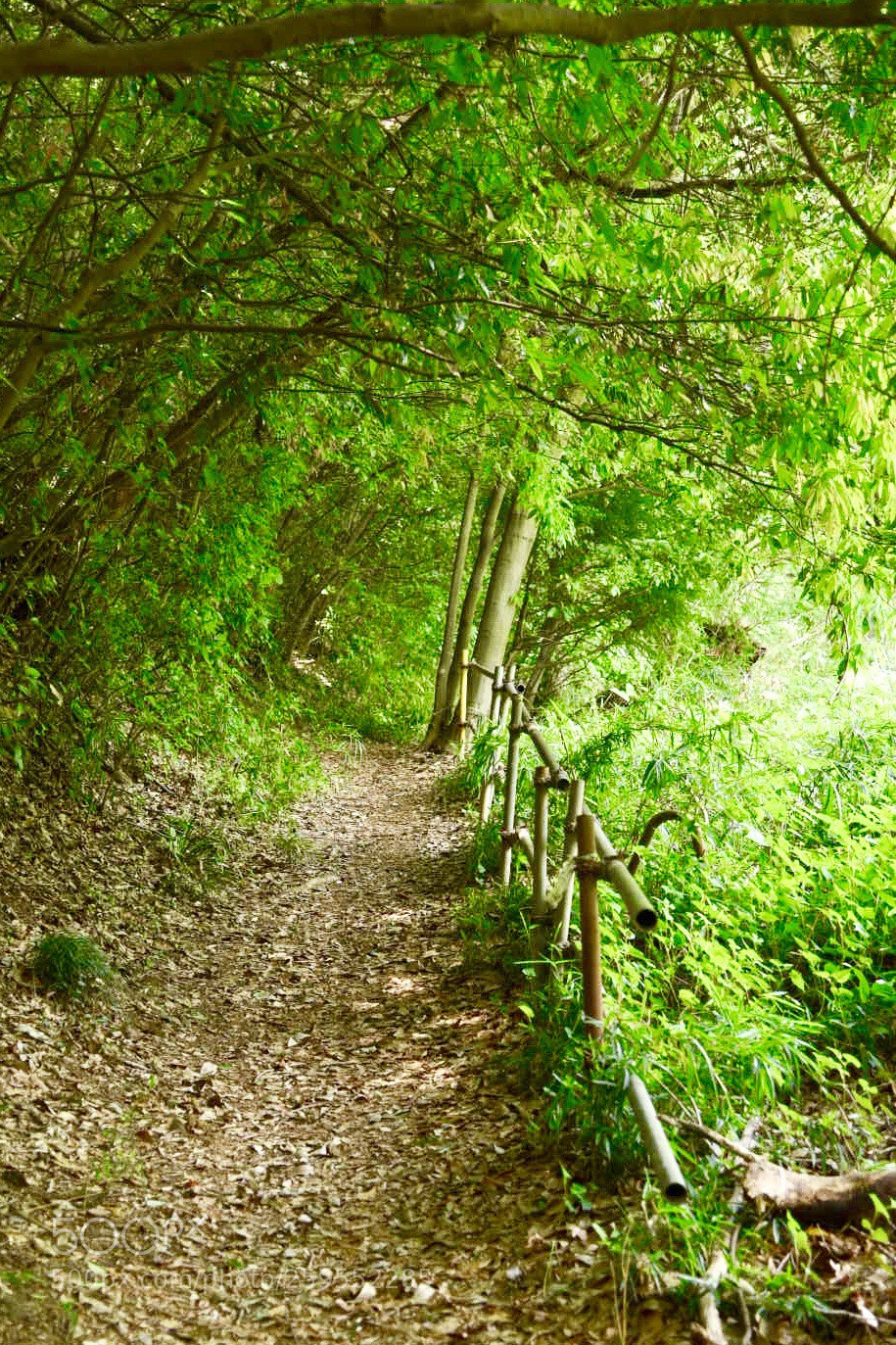 Nikon D750 sample photo. Woods forest photography