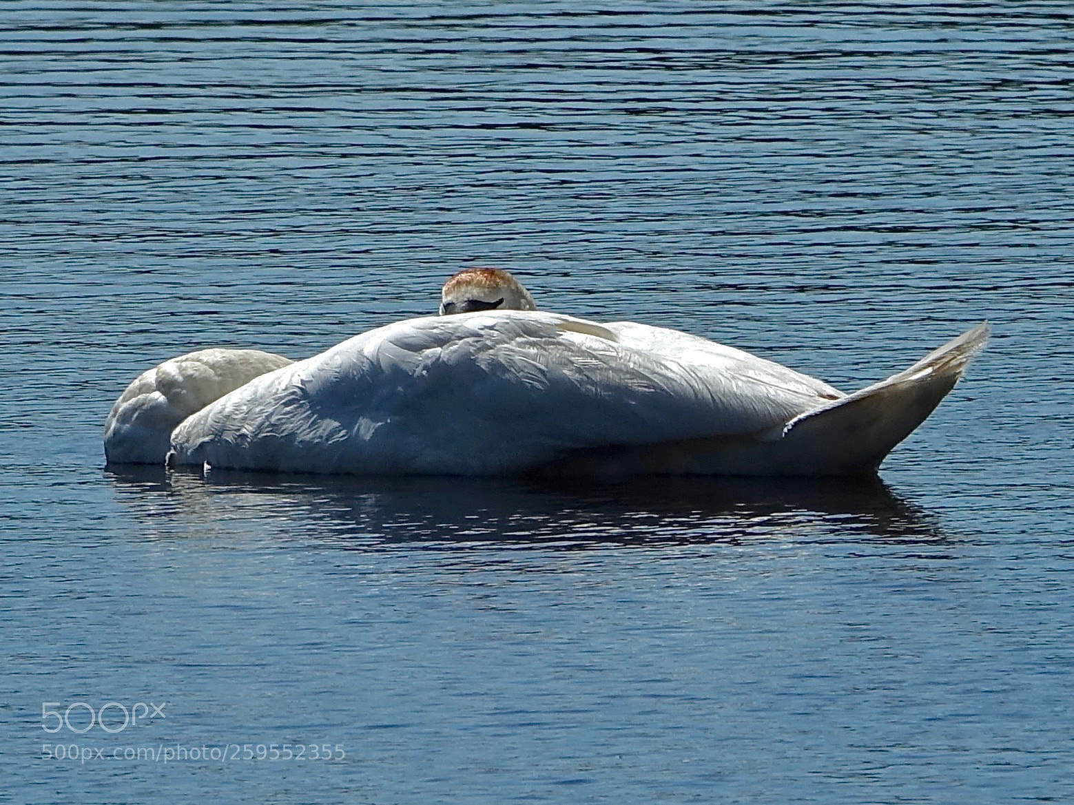 Sony Cyber-shot DSC-RX10 III sample photo. Peekaboo swan photography