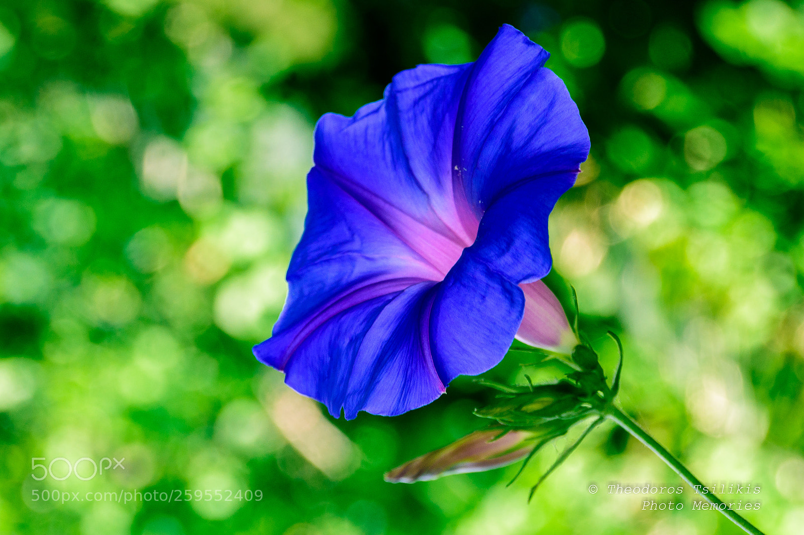 Nikon D7200 sample photo. Solo photography