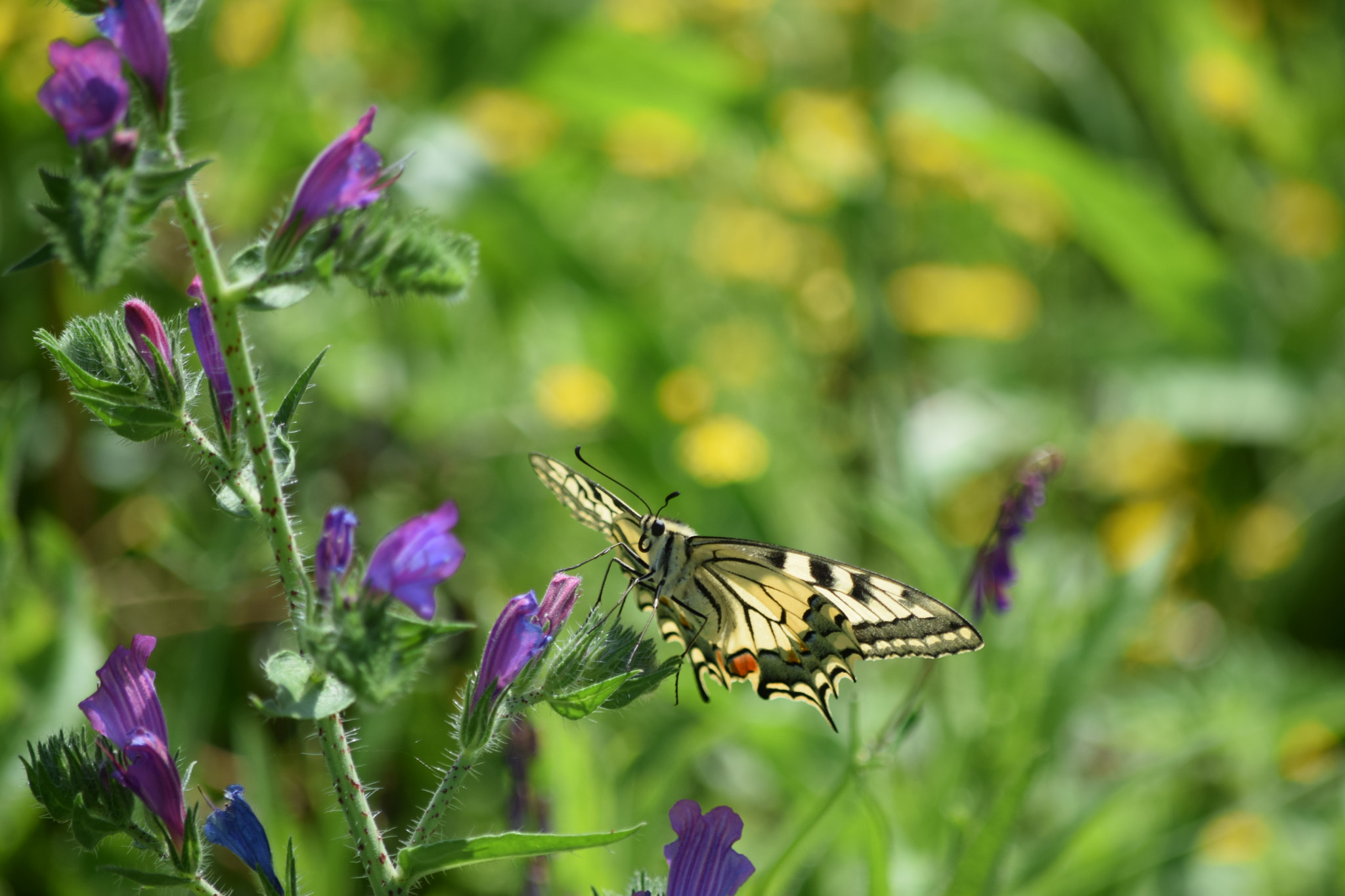 Nikon D5300 sample photo. Summertime photography