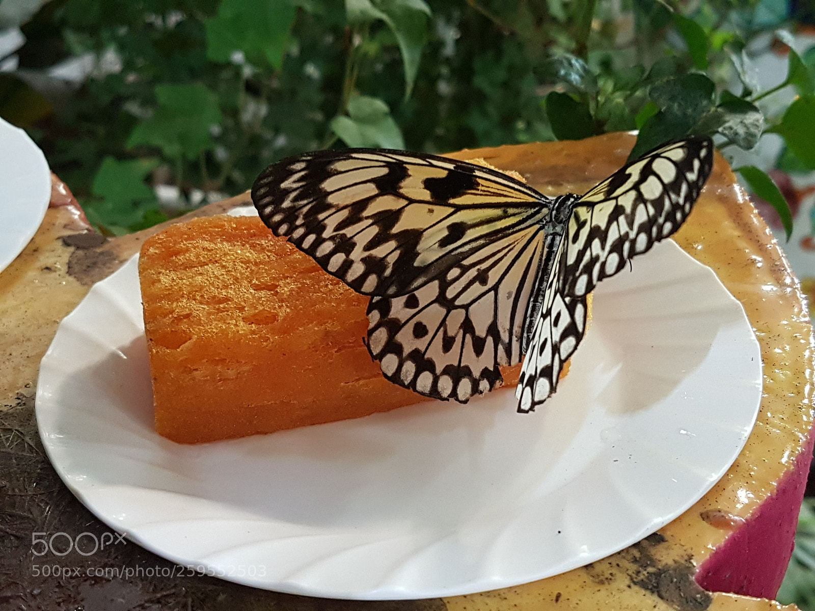 Samsung Galaxy S7 Edge sample photo. Untitled photography
